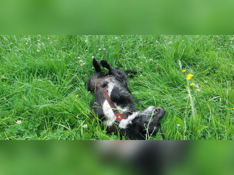 CORA sucht ein Zuhause