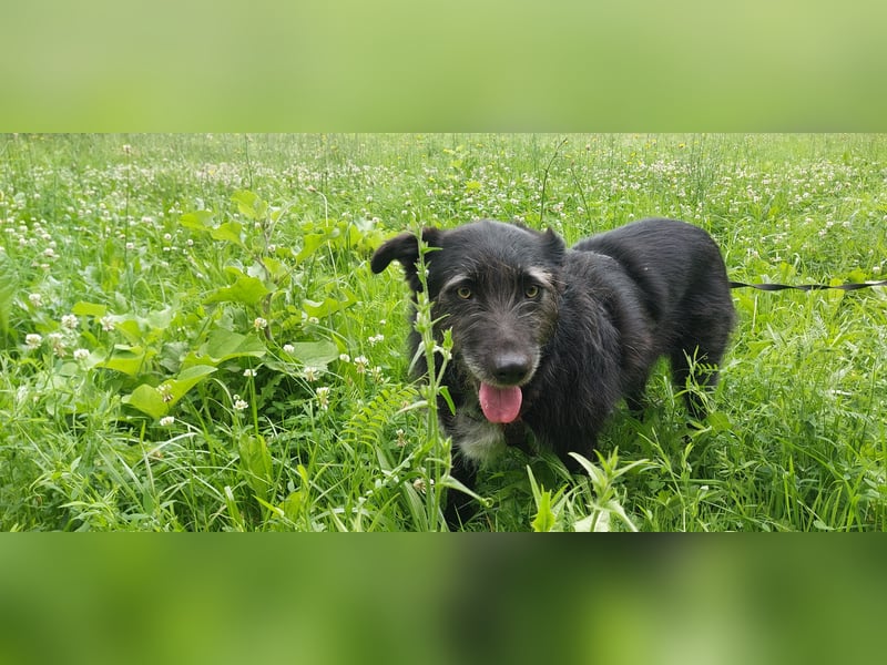 CORA sucht ein Zuhause