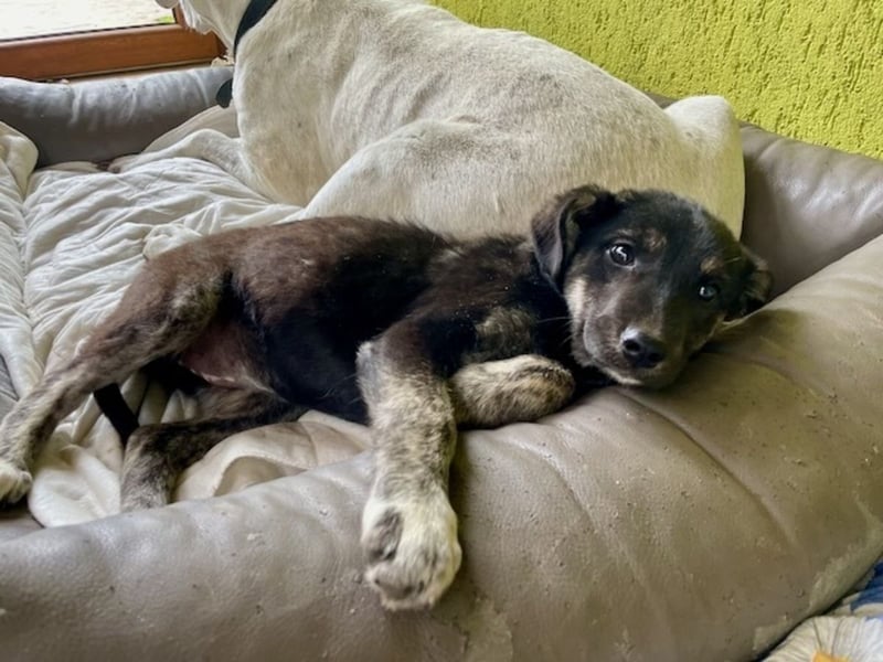 YIN sucht ein Zuhause