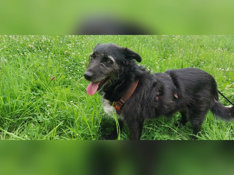 CORA sucht ein Zuhause
