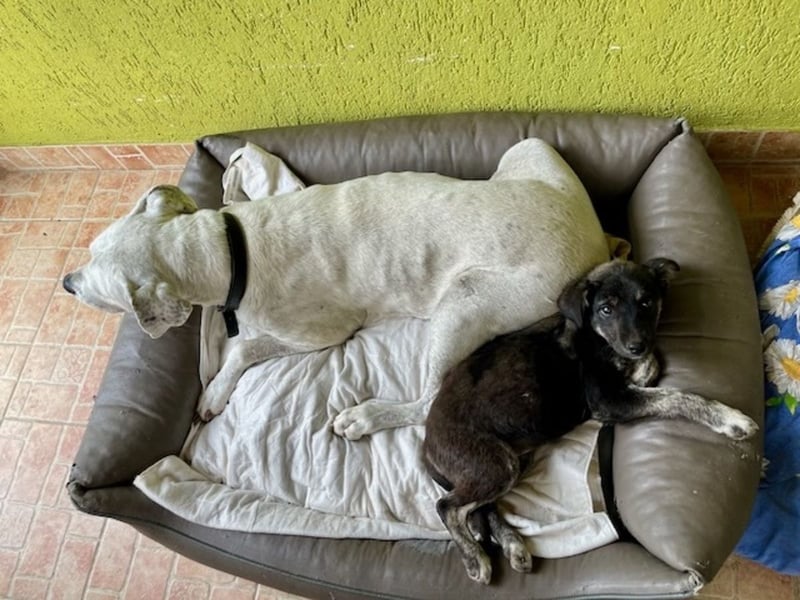 YIN sucht ein Zuhause