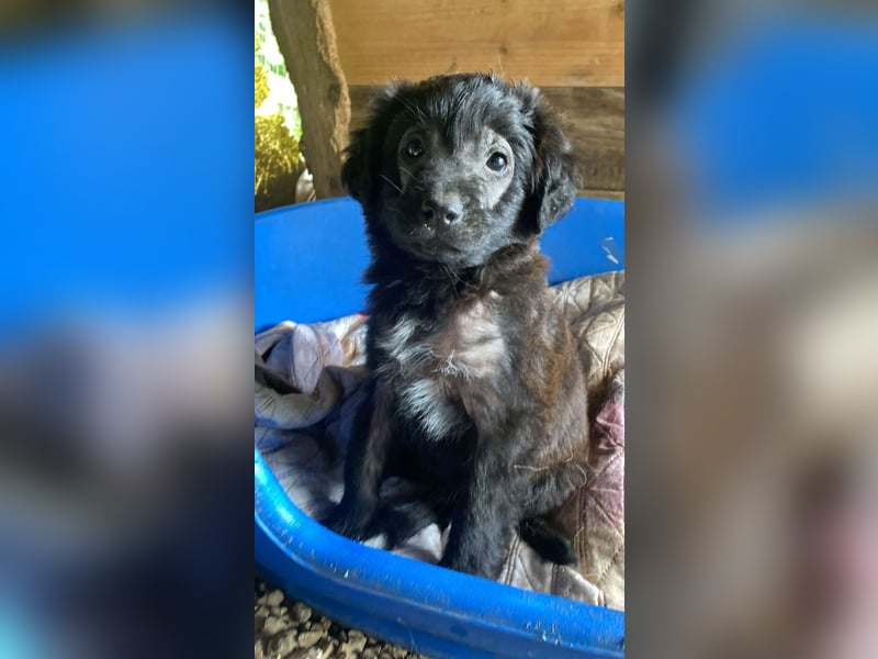 Rani -DRINGEND Zuhause oder Pflegestelle gesucht - Tief unter der Erde...