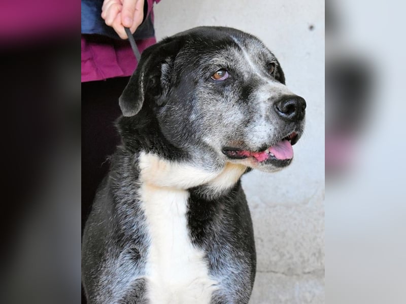 Annetta - Seniorin braucht ganz dringend unsere Hilfe