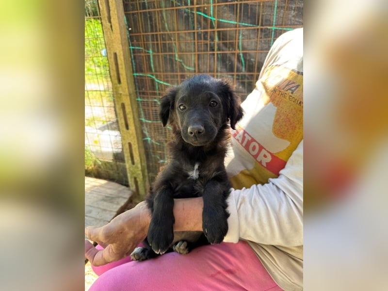 Rani -DRINGEND Zuhause oder Pflegestelle gesucht - Tief unter der Erde...