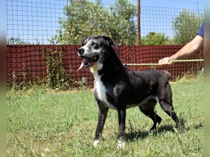 Annetta - Seniorin braucht ganz dringend unsere Hilfe