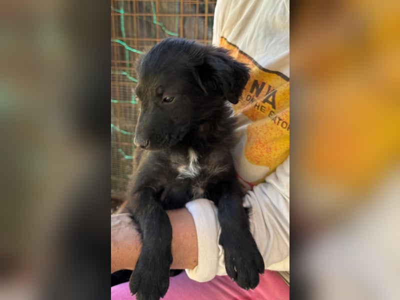 Rani -DRINGEND Zuhause oder Pflegestelle gesucht - Tief unter der Erde...