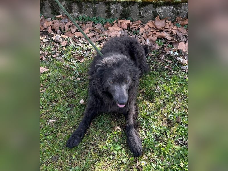 Priska: Für Menschen mit Herz und Hundeverstand