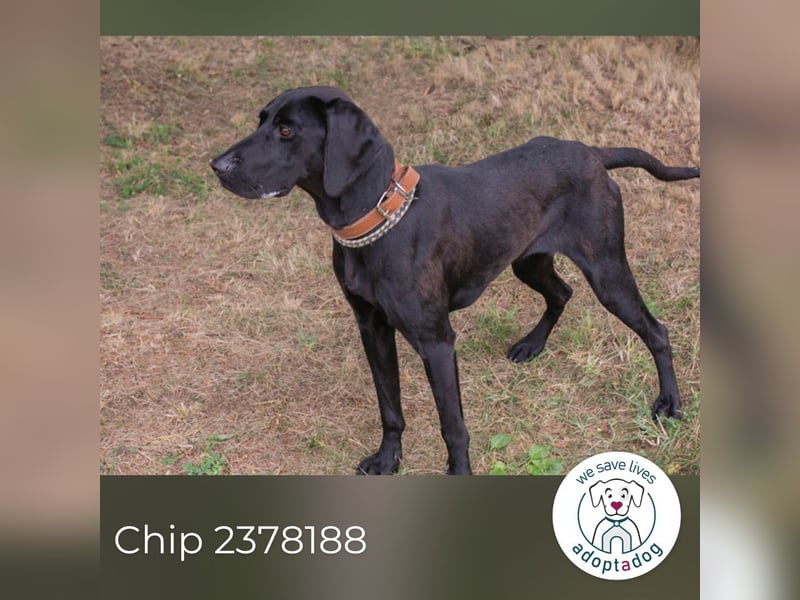 Chip 2378188: Junghund sucht ein Zuhause