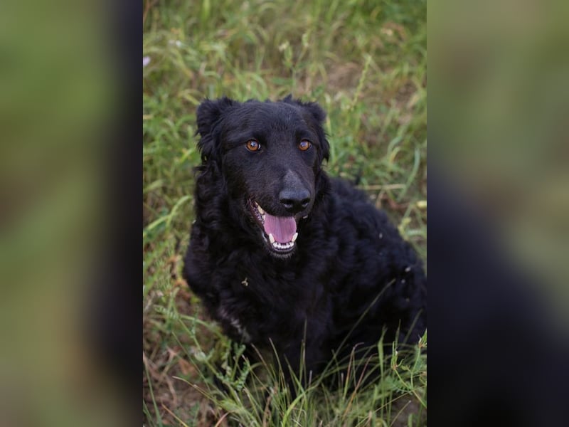 Chip 2277422: Sucht ein Zuhause