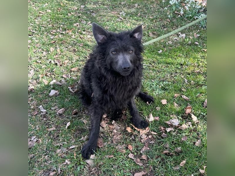 Priska: Für Menschen mit Herz und Hundeverstand