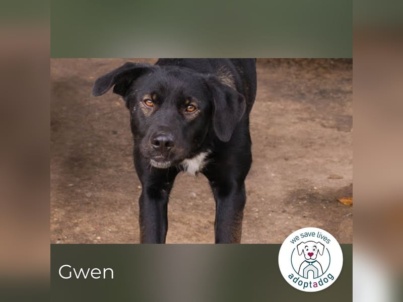 Gwen –  sucht ein neues Für-immer-Körbchen!
