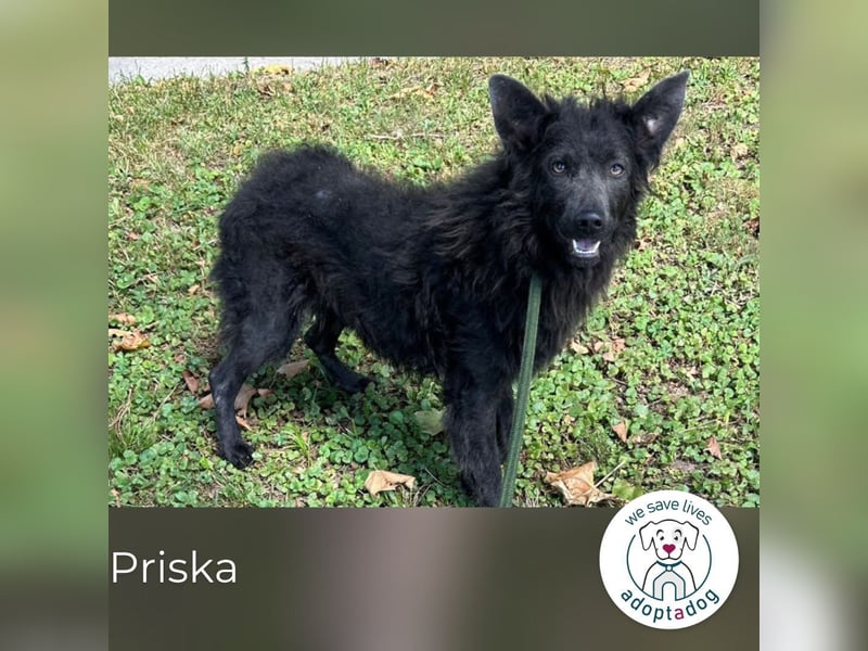 Priska: Für Menschen mit Herz und Hundeverstand