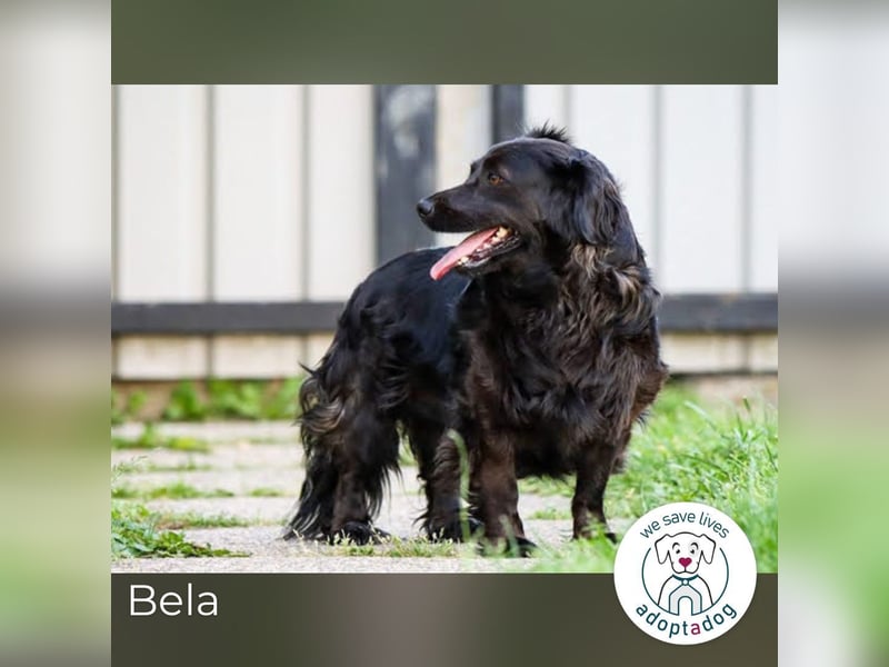 Bela: Stiller Mut und sanftes Wesen