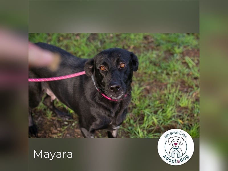 Mayara: sucht ein Zuhause