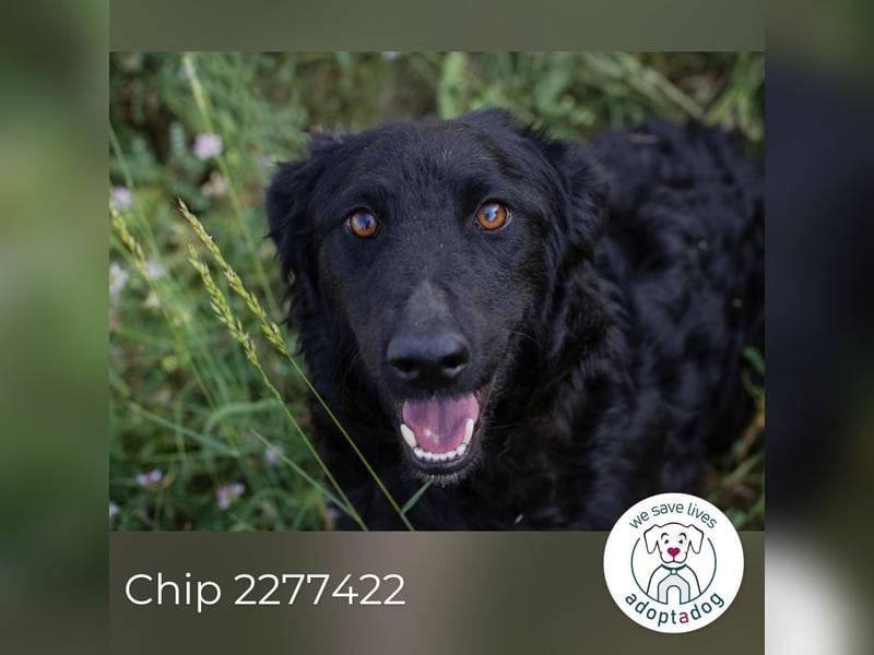 Chip 2277422: Sucht ein Zuhause