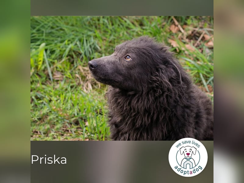 Priska: Für Menschen mit Herz und Hundeverstand