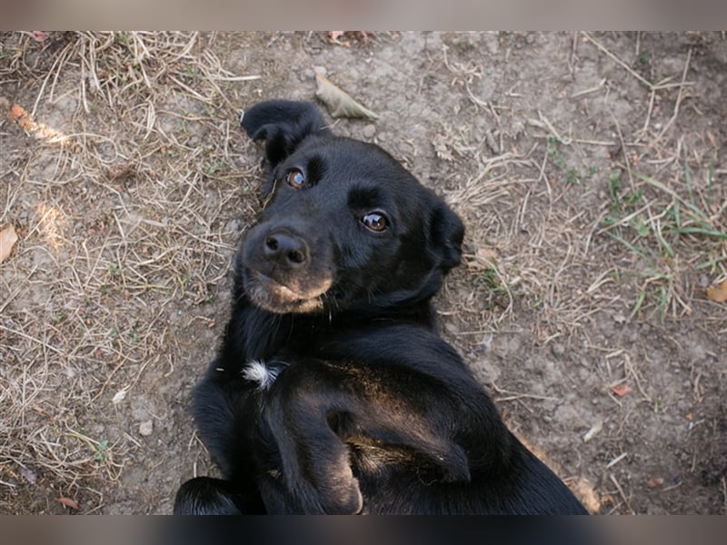 Chip 212614: Hundekind sucht ein Zuhause