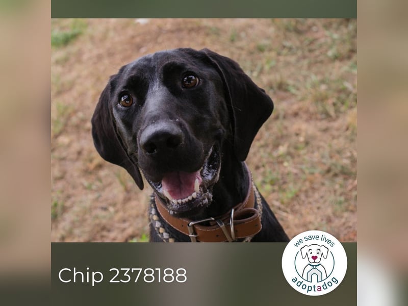 Chip 2378188: Junghund sucht ein Zuhause