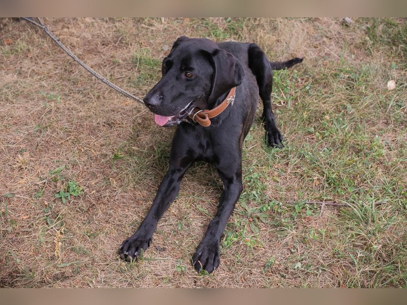 Chip 2378188: Junghund sucht ein Zuhause