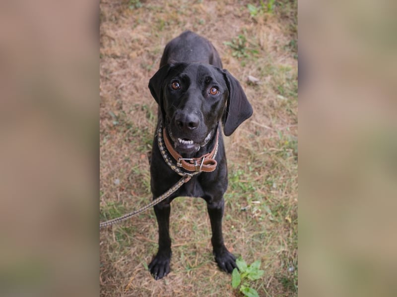Chip 2378188: Junghund sucht ein Zuhause