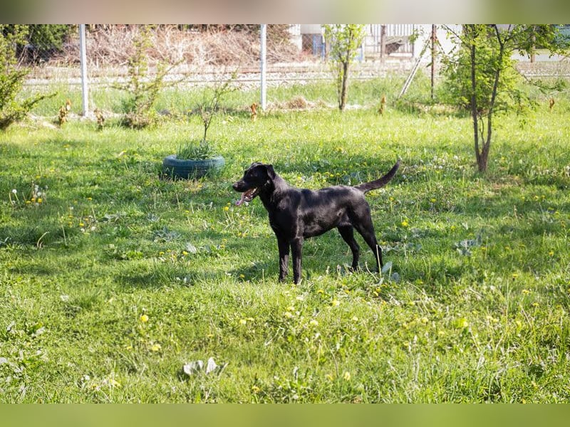 Rabea: sucht ein Zuhause