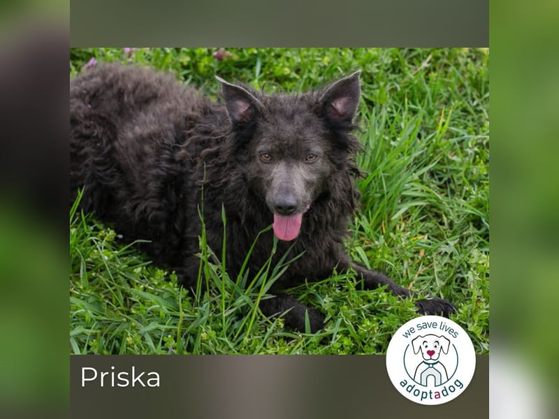 Priska: Für Menschen mit Herz und Hundeverstand