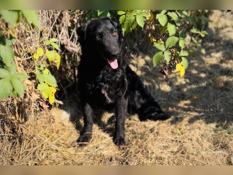 Chip 2277422: Sucht ein Zuhause