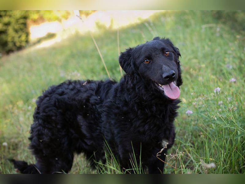 Chip 2277422: Sucht ein Zuhause