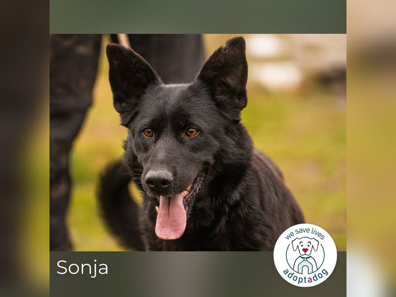 Sonja: Hundemama sucht Zuhause