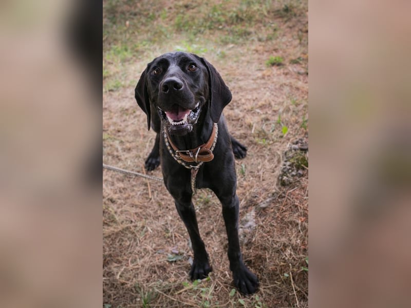 Chip 2378188: Junghund sucht ein Zuhause