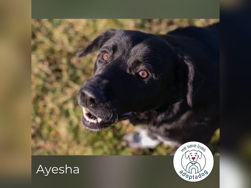 Ayesha: Freundliche Fellnase