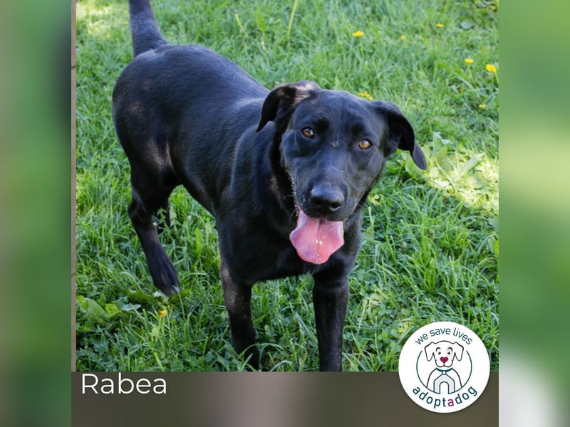 Rabea: sucht ein Zuhause