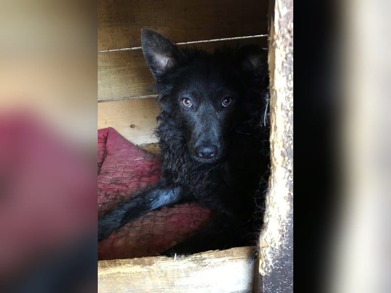 Priska: Für Menschen mit Herz und Hundeverstand