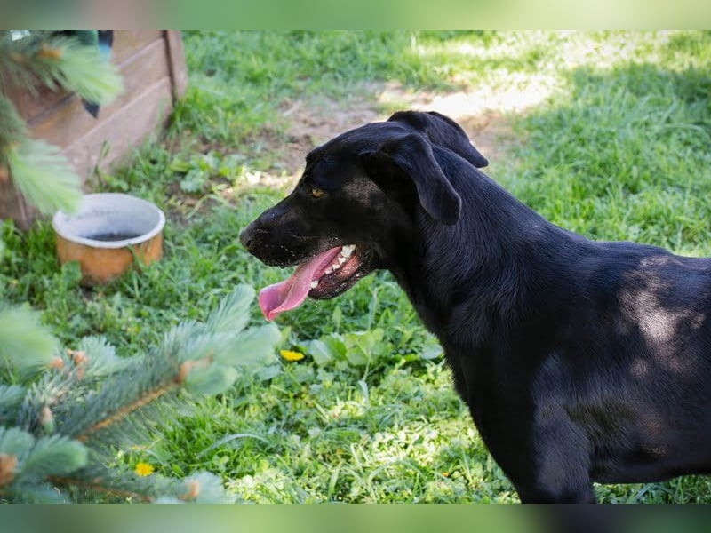 Rabea: sucht ein Zuhause
