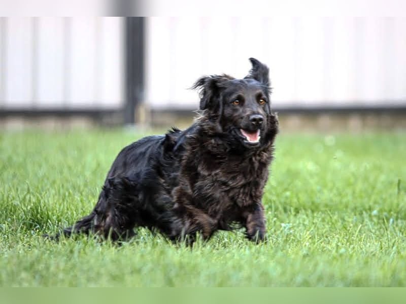 Bela: Stiller Mut und sanftes Wesen