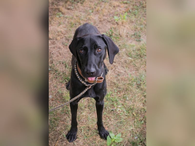 Chip 2378188: Junghund sucht ein Zuhause
