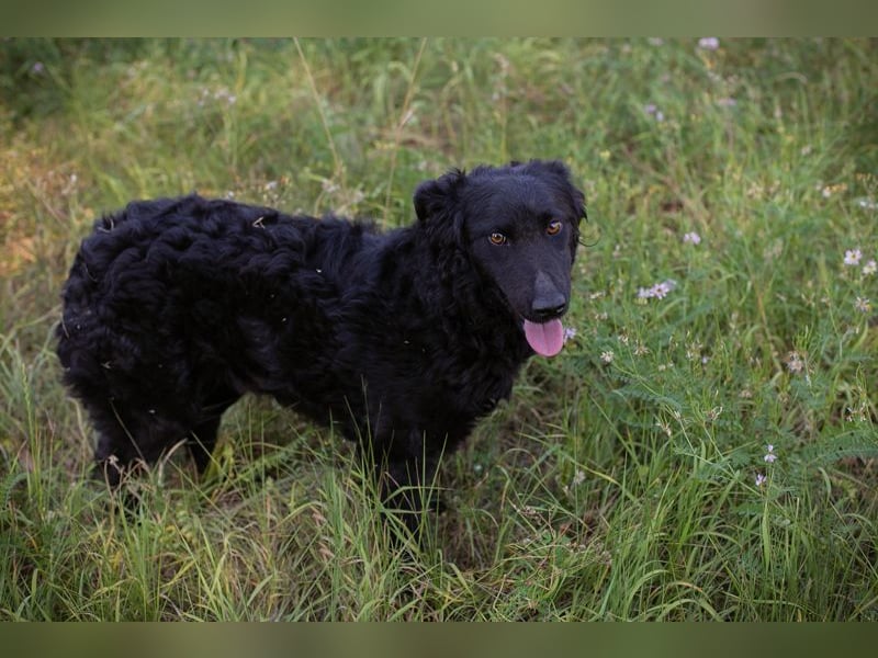 Chip 2277422: Sucht ein Zuhause