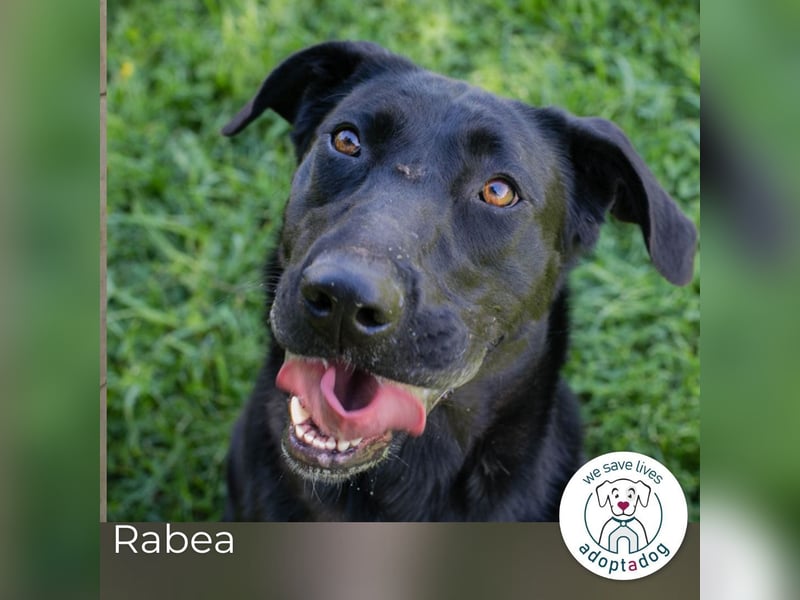 Rabea: sucht ein Zuhause