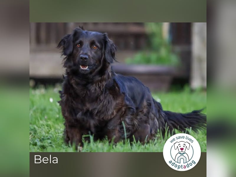 Bela: Stiller Mut und sanftes Wesen