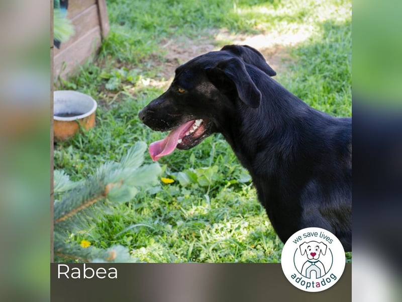 Rabea: sucht ein Zuhause