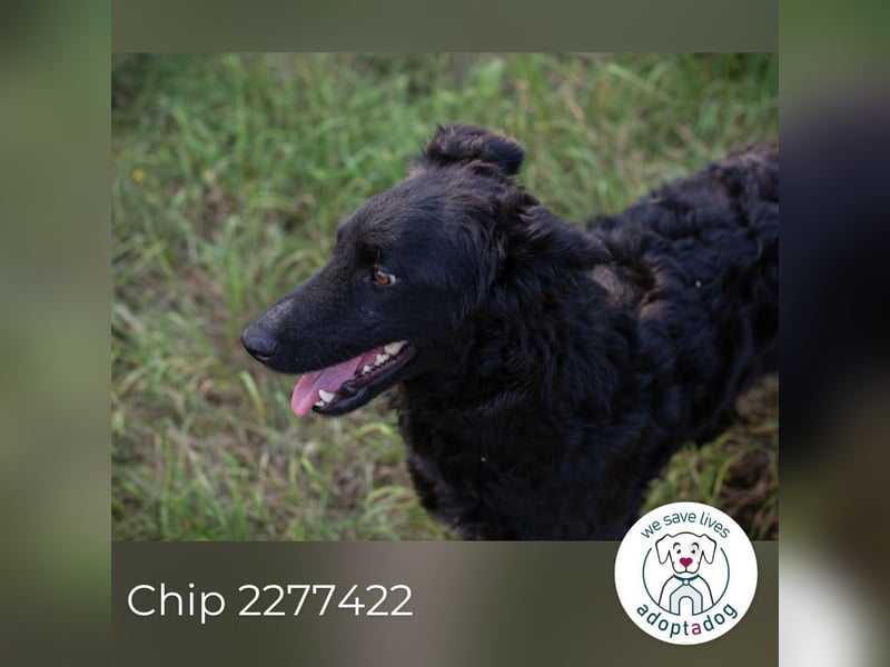 Chip 2277422: Sucht ein Zuhause
