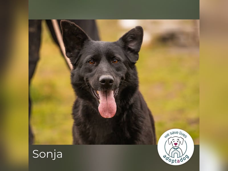 Sonja: Hundemama sucht Zuhause