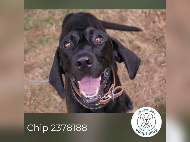 Chip 2378188: Junghund sucht ein Zuhause