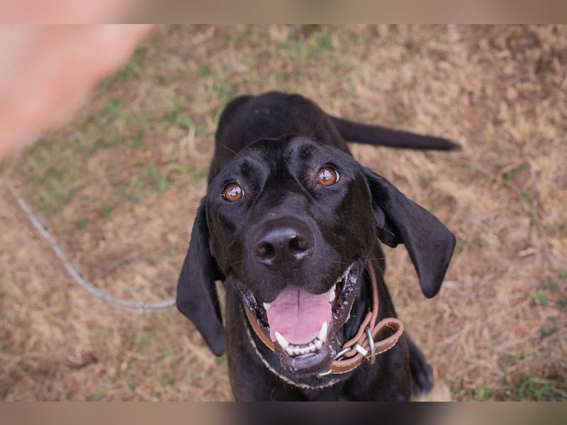 Chip 2378188: Junghund sucht ein Zuhause