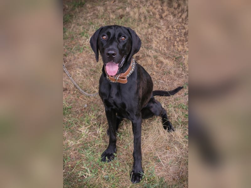 Chip 2378188: Junghund sucht ein Zuhause