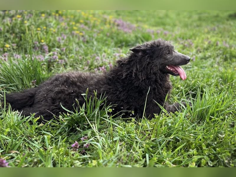 Priska: Für Menschen mit Herz und Hundeverstand