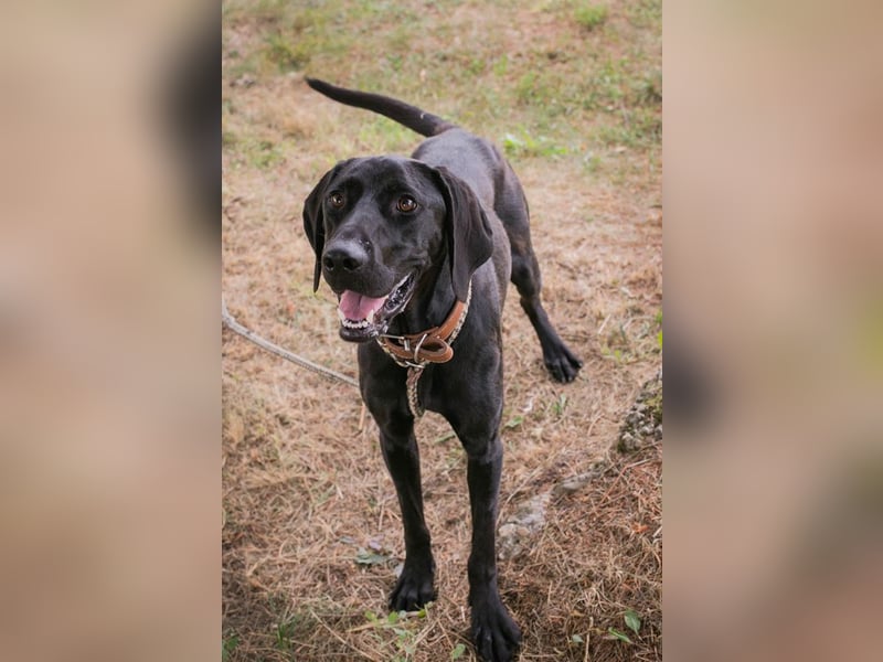 Chip 2378188: Junghund sucht ein Zuhause