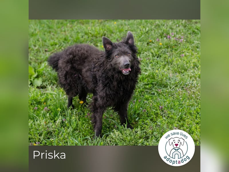 Priska: Für Menschen mit Herz und Hundeverstand