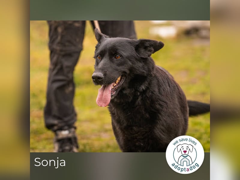 Sonja: Hundemama sucht Zuhause