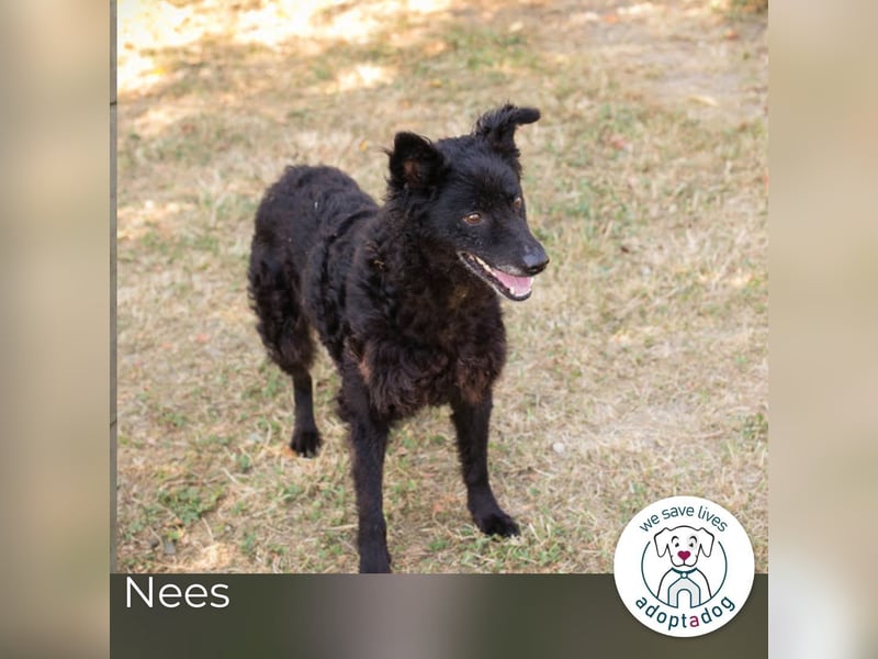 Nees: sanfte Seele